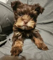 Chocolate Nash, a male Yorkshire Terrier for sale in Jackson, TN – 5 of 9