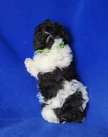 Nolan, a male Poodle - Toy  for sale in Jackson, TN – Photo 4 of 10