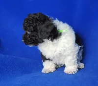 Nolan, a male Poodle - Toy  for sale in Jackson, TN – Photo 10 of 10