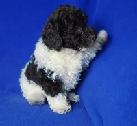 Nolan, a male Poodle - Toy  for sale in Jackson, TN – Photo 3 of 10