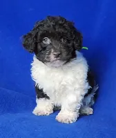 Nolan, a male Poodle - Toy  for sale in Jackson, TN – Photo 9 of 10