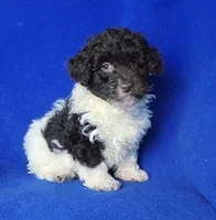 Nolan, a male Poodle - Toy  for sale in Jackson, TN – Photo 8 of 10