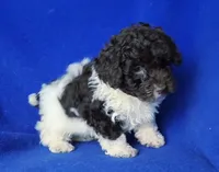 Nolan, a male Poodle - Toy  for sale in Jackson, TN – Photo 5 of 10