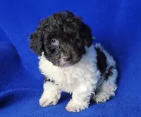 Nolan, a male Poodle - Toy  for sale in Jackson, TN – Photo 2 of 10