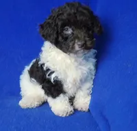 Nolan, a male Poodle - Toy  for sale in Jackson, TN – Photo 6 of 10