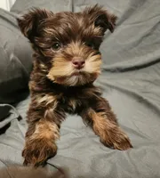 Chocolate Nash, a male Yorkshire Terrier for sale in Jackson, TN – 9 of 9