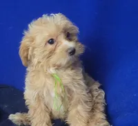 Banjo, a male Yorkipoo for sale in Jackson, TN – 4 of 10