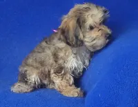 Oakleigh, a female Yorkipoo for sale in Jackson, TN – 3 of 10