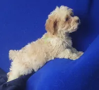 Adalynn, a female Morkie for sale in Jackson, TN – 4 of 10