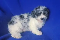 Merle Blue Eye Macklin, a male Poodle - Toy  for sale in Jackson, TN – 4 of 10