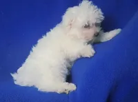 Bowie, a male Maltese for sale in Jackson, TN – 7 of 10