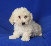 Frankie, a male Bichpoo for sale in Jackson, TN – 3 of 10