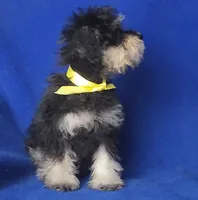Gregory , a male Schnoodle for sale in Jackson, TN – 10 of 10