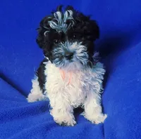 Victor, a male Maltipoo for sale in Jackson, TN – 5 of 10