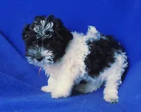 Victor, a male Maltipoo for sale in Jackson, TN – 7 of 10