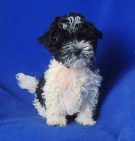 Victor, a male Maltipoo for sale in Jackson, TN – 9 of 10