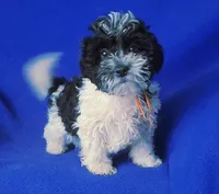 Victor, a male Maltipoo for sale in Jackson, TN – 3 of 10