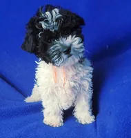 Victor, a male Maltipoo for sale in Jackson, TN – 2 of 10