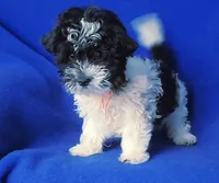 Victor, a male Maltipoo for sale in Jackson, TN – 8 of 10