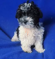 Victor, a male Maltipoo for sale in Jackson, TN – 10 of 10