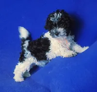 Victor, a male Maltipoo for sale in Jackson, TN – 6 of 10