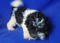 Victor, a male Maltipoo for sale in Jackson, TN – 4 of 10
