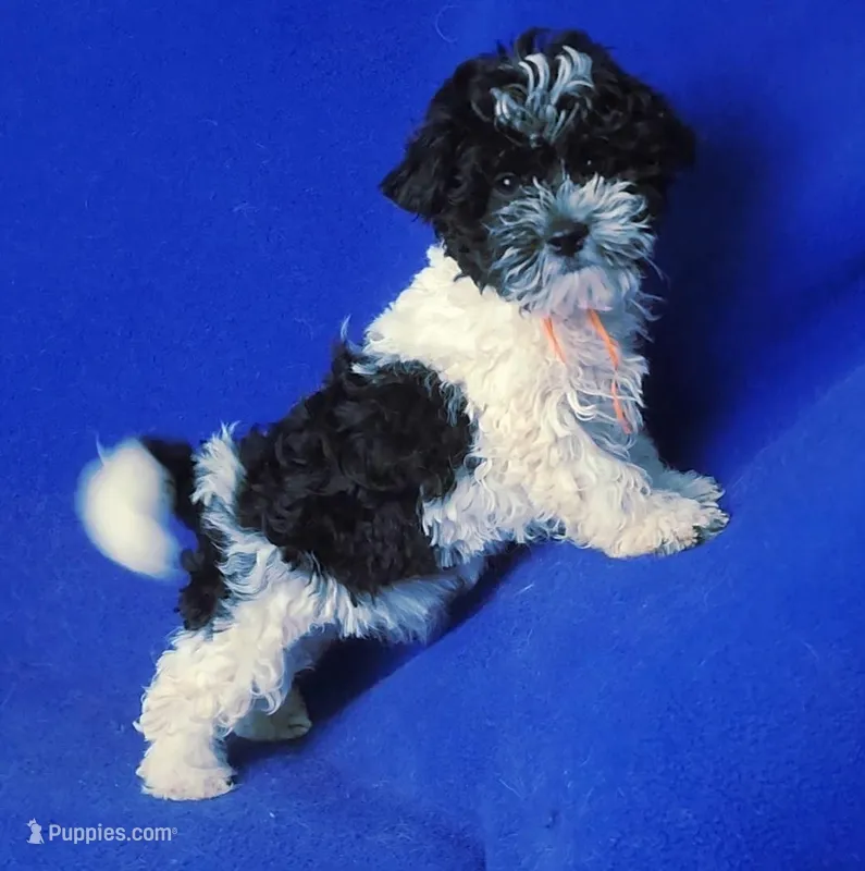 Victor – Maltipoo puppy for sale in Jackson, TN