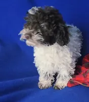 Nash, a male Poodle - Toy  for sale in Jackson, TN – 10 of 10
