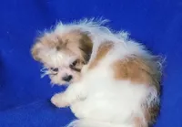 Sterling , a male Shichon for sale in Jackson, TN – 8 of 10