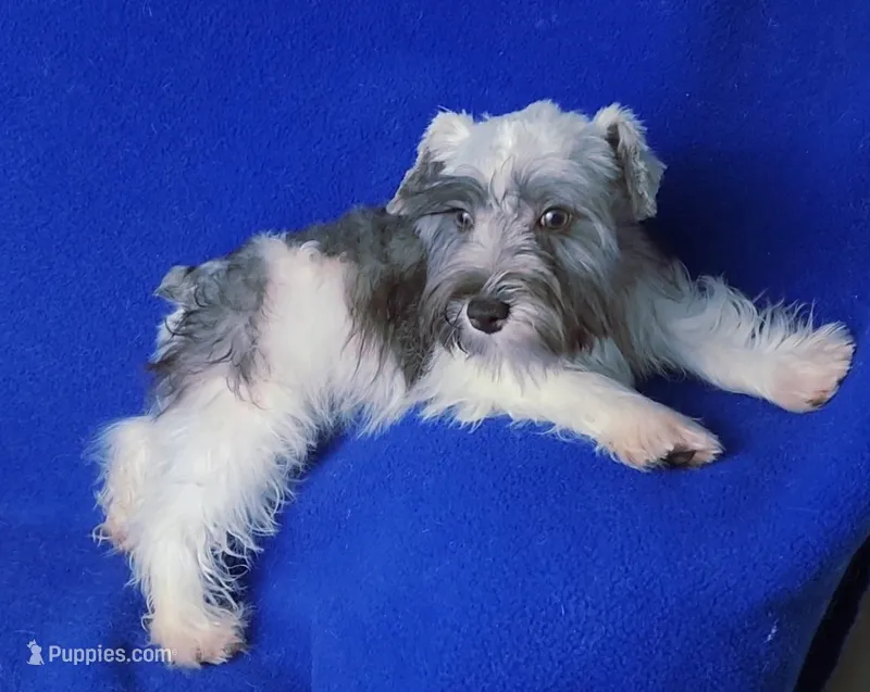 Choco Celine – Miniature Schnauzer puppy for sale in Jackson, TN