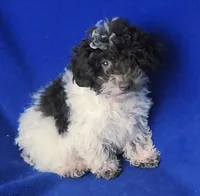Nash, a male Poodle - Toy  for sale in Jackson, TN – 4 of 10