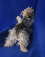  Liver Dewey , a male Yorkshire Terrier for sale in Jackson, TN – 8 of 10