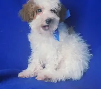 Emmett, a male Poodle - Toy  for sale in Jackson, TN – 6 of 10