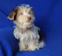 Liver Dewey , a male Yorkshire Terrier for sale in Jackson, TN – 2 of 10