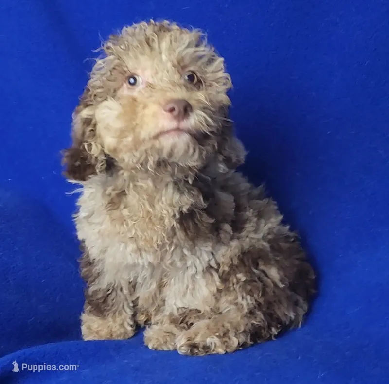 Chocolate Merle Caroline – Cockapoo puppy for sale in Jackson, TN