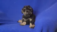 Gavin, a male Schnoodle for sale in Jackson, TN – 2 of 10