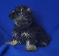 Gavin, a male Schnoodle for sale in Jackson, TN – 7 of 10