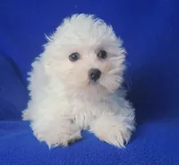 Bowie, a male Maltese for sale in Jackson, TN – 8 of 10