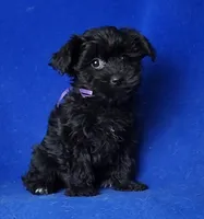 Scarlett , a female Yorkipoo for sale in Jackson, TN – Photo 3 of 10