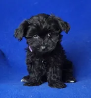 Scarlett , a female Yorkipoo for sale in Jackson, TN – Photo 7 of 10