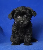 Scarlett , a female Yorkipoo for sale in Jackson, TN – Photo 9 of 10
