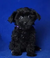 Scarlett , a female Yorkipoo for sale in Jackson, TN – Photo 8 of 10