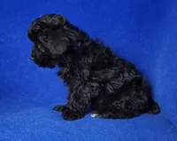 Scarlett , a female Yorkipoo for sale in Jackson, TN – Photo 5 of 10