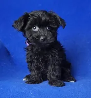Scarlett , a female Yorkipoo for sale in Jackson, TN – Photo 1 of 10