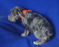 Merle Sebastian, a male Miniature Schnauzer for sale in Jackson, TN – 6 of 10