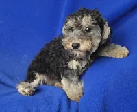 Murphy, a male Yorkipoo for sale in Jackson, TN – 4 of 10