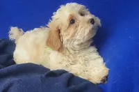 Adalynn, a female Morkie for sale in Jackson, TN – 7 of 10
