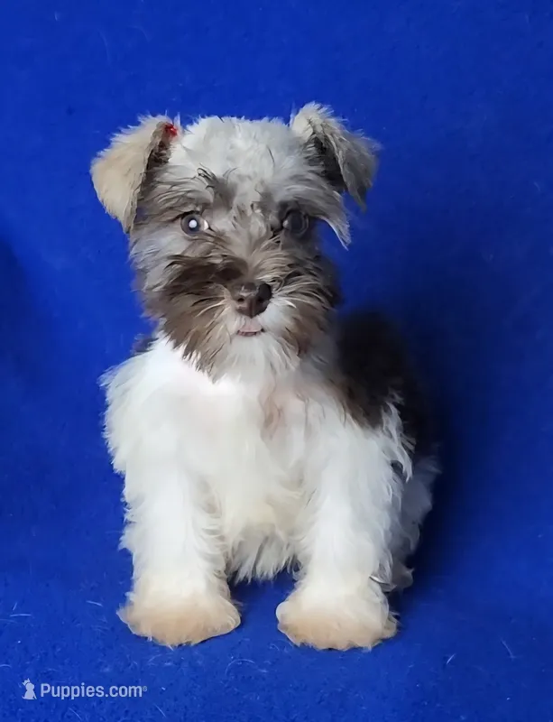 Choco Celine – Miniature Schnauzer puppy for sale in Jackson, TN