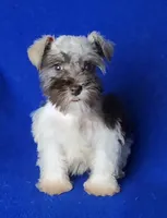 Choco Celine, a female Miniature Schnauzer for sale in Jackson, TN – 3 of 10
