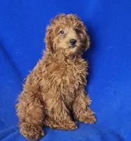 Royce, a male Cockapoo for sale in Jackson, TN – 2 of 10